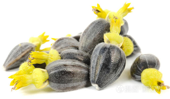 带花冠的向日葵种子