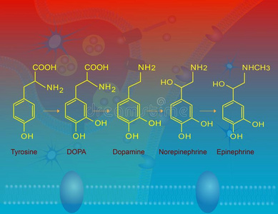 肾上腺素的生物合成