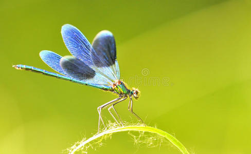 鞘翅目昆虫图片