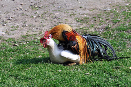 公鸡母鸡图片