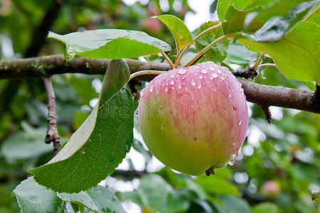 雨后的苹果树