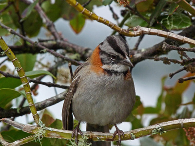 秘鲁马丘比丘棕领麻雀照片