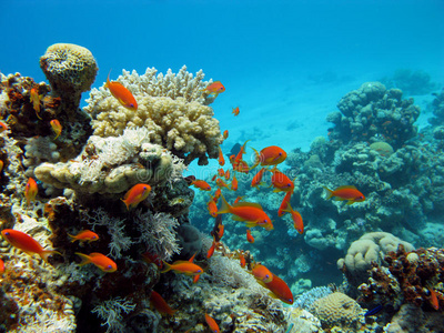 珊瑚礁和橙色鱼类