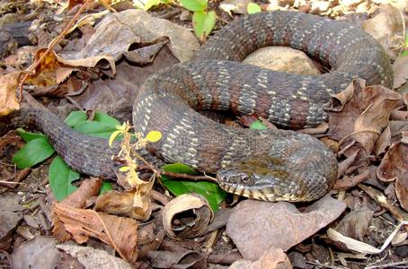 北极风景与冰山, 蓝色纯净的水和雪山, 山的矢量例证中国青岛崂山潮