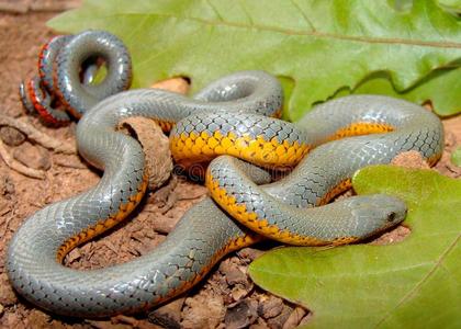 蛇颈龟图片-蛇颈龟素材-蛇颈龟插画-摄图新视界