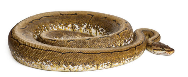 旋转蟒蛇,皇家蟒蛇,球蟒蛇照片