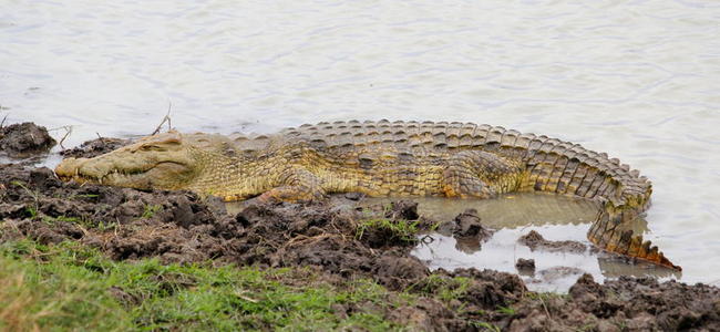 尼罗河鳄鱼，坦桑尼亚米库米国家公园