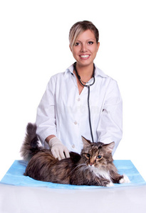 兽医给猫做体检图片