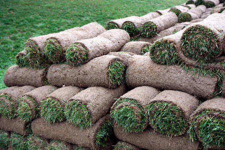 小清新草丛图片