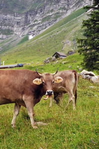 瑞士一座山上的牛