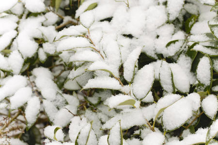 大雪中的植物图片