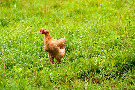 绿草上跑鸡