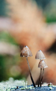 颜色 医学 帽子 危险的 秋天 木耳 阀盖 日光 特写镜头