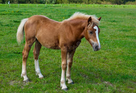 美女一字马图片
