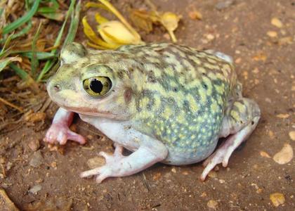 蟾蜍的眼睛图片