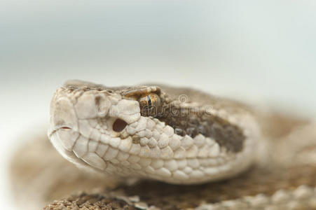 响尾蛇头部特写照片