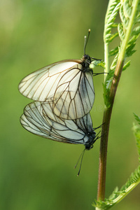 一对黑白相间的蝴蝶交配照片
