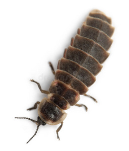 欧洲普通夜光虫照片