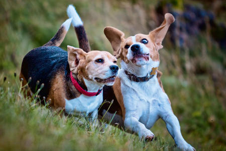 两只小猎犬在玩