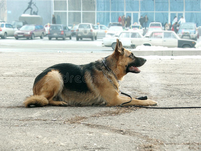 躺在人行道上的德国牧羊犬