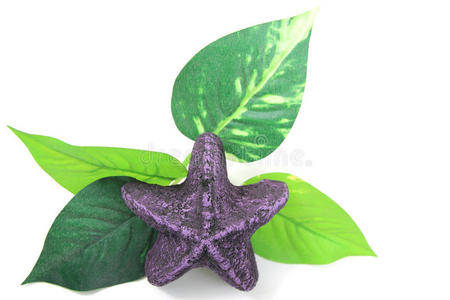 紫海星叶