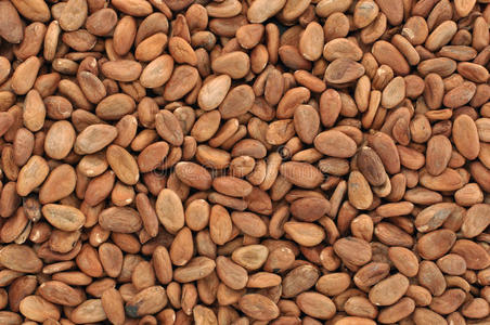 新鲜的可可豆可可豆照片