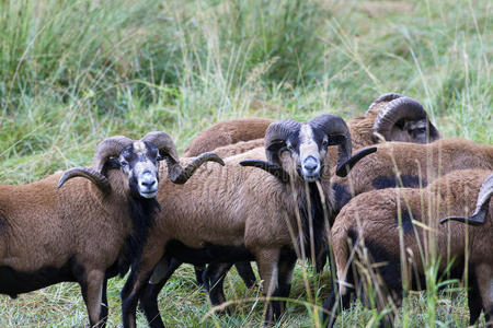 一群黑色的绵羊。