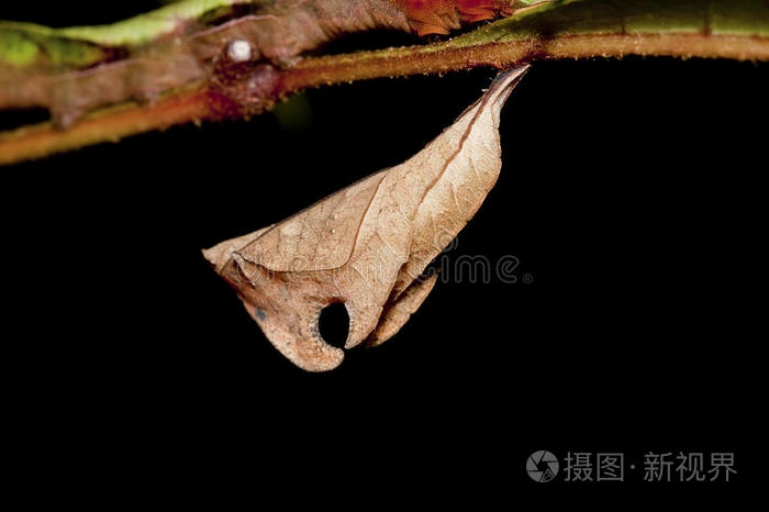 蝴蝶蛹