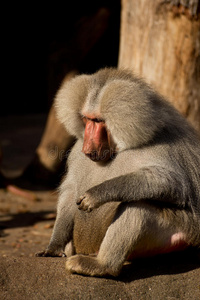 猴子 生物 动物园 哺乳动物 思考 狒狒 动物 灵长类动物