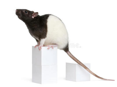 花式老鼠，1岁，坐在盒子上
