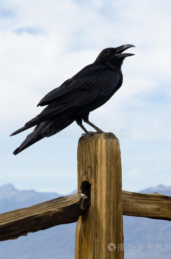 美洲乌鸦