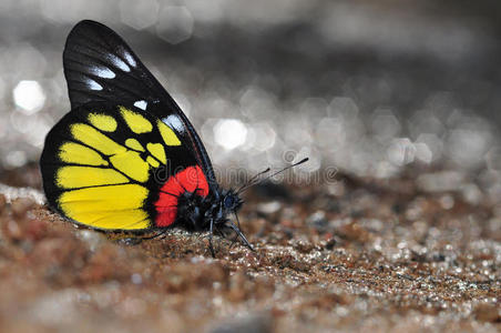 斑珍蝶红底斑蝶照片