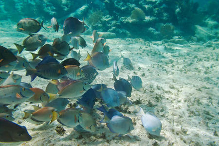 加勒比海生物