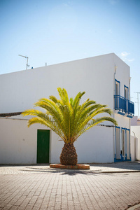 葡萄牙的避暑别墅和棕榈树