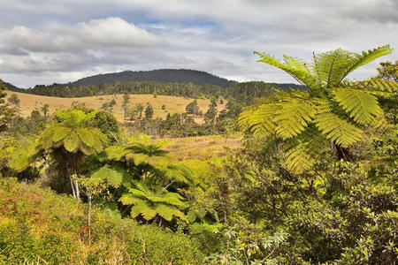 昆士兰树蕨雨林图片