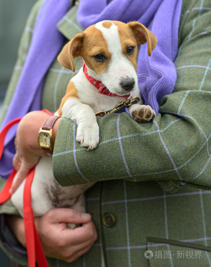 杰克拉塞尔小狗被抱着