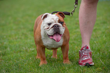 英国斗牛犬，站立，正视图