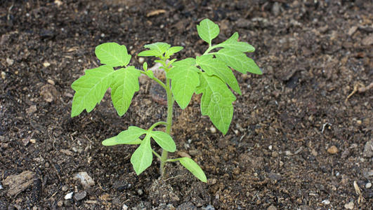 番茄幼苗图片