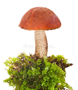 苔藓橙顶牛肝菌