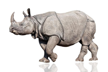 犀牛呼吸声图片