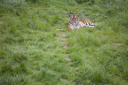 躺在草地上的老虎