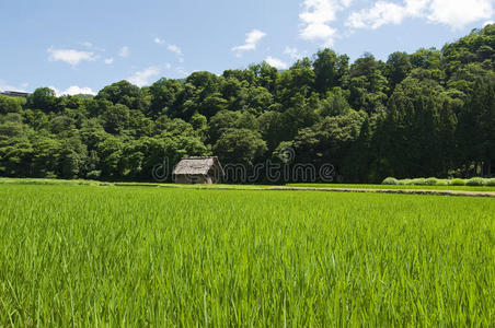 绿色草原家园