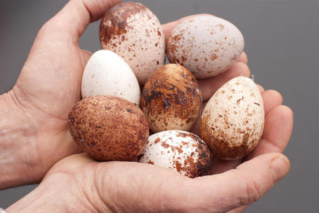 游隼蛋在手.照片