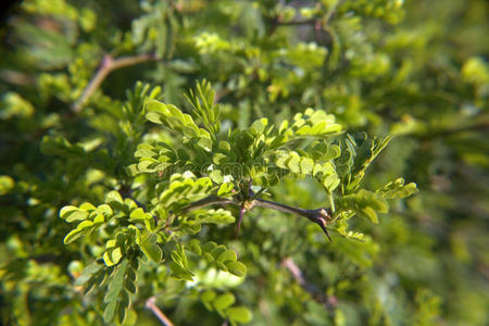 德州乌木树叶特写照片
