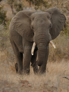 非洲大象的前面图片