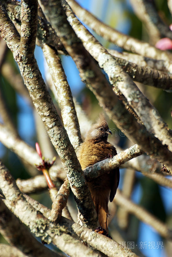 藏在树上的长尾杜鹃