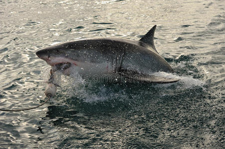 大白象大白鲨照片