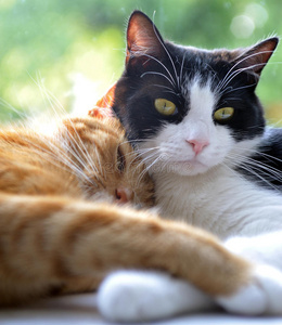 两只猫在窗口依偎在一起图片