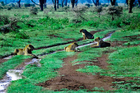动物园 动物 肯尼亚 游猎 自然 母狮 公园 大草原 狮子