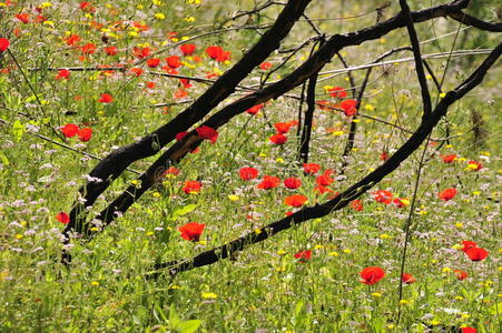 美丽的 草地 土地 季节 植物区系 颜色 开花 牧场 木材